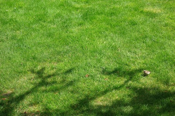 Fine Fescue