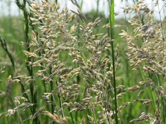Kentucky Bluegrass