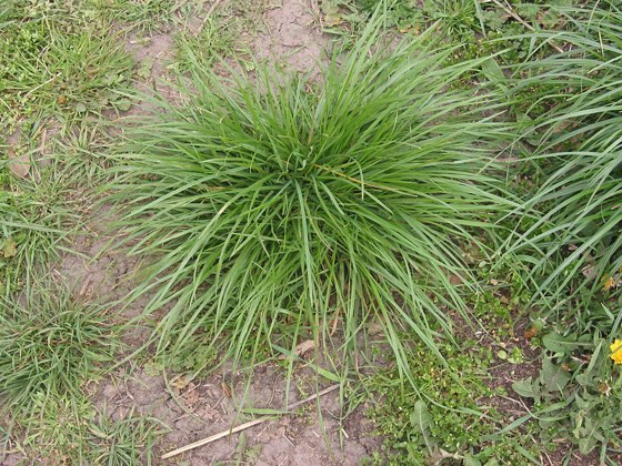 Perennial Ryegrass